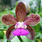 Cattleya leopoldii